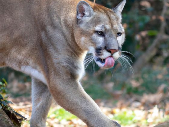 Cougar Life Review & 5 Better Options